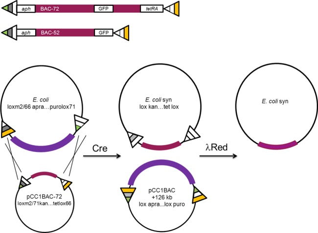 Figure 2.