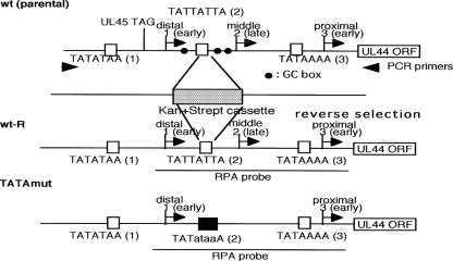 FIG. 1.