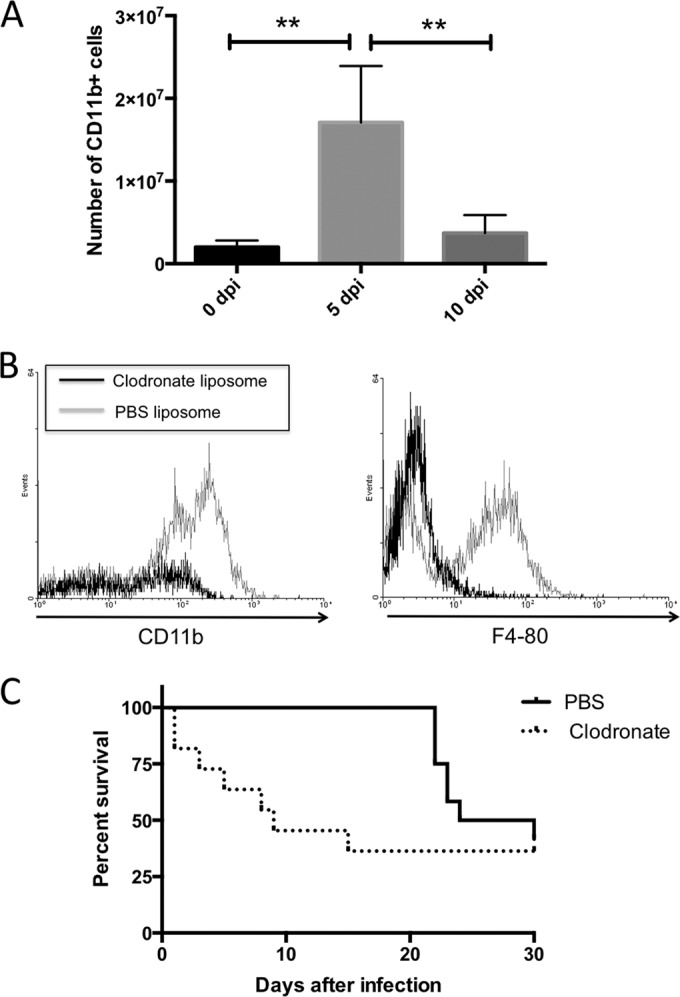 FIG 2