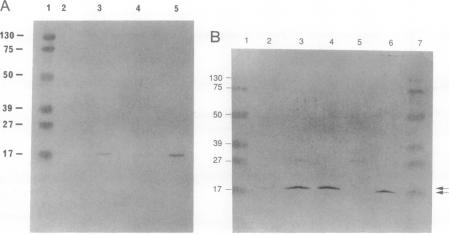 graphic file with name pnas01082-0360-a.jpg