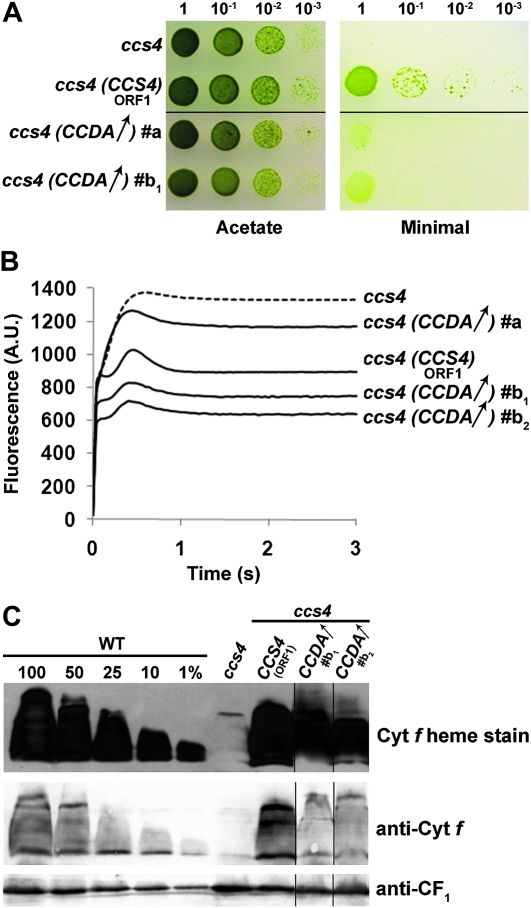 Figure 6.—