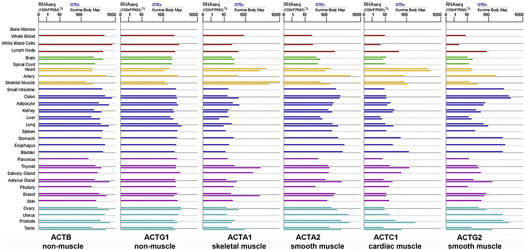 Regulation of actin isoforms in cellular and developmental processes - PMC