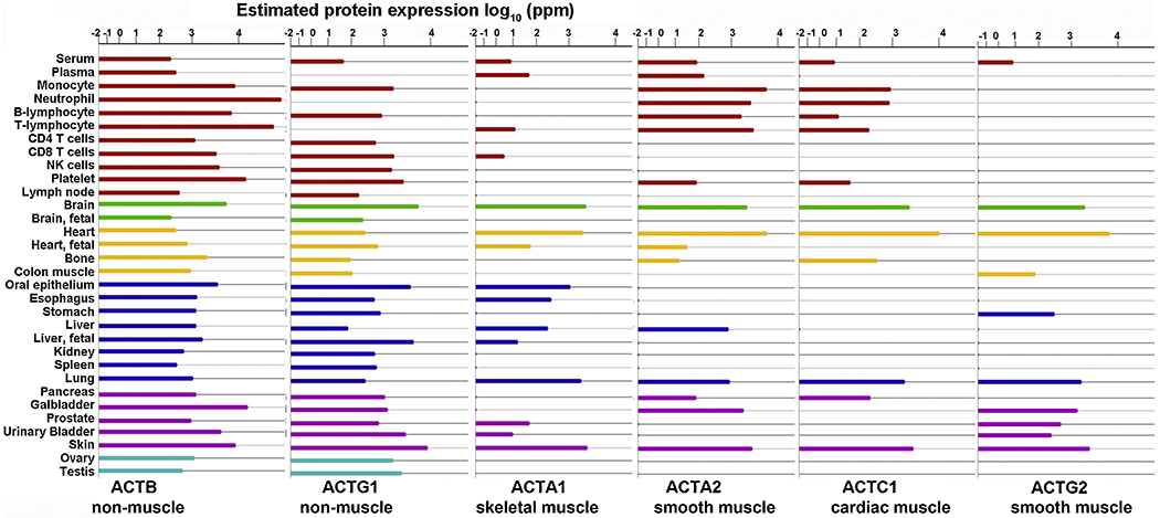 Regulation of actin isoforms in cellular and developmental processes - PMC