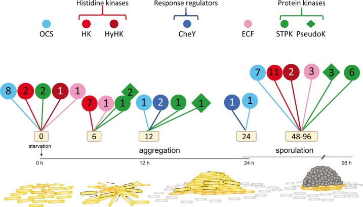 Figure 11.