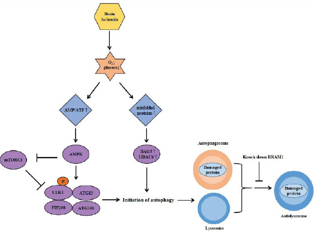 Fig. (2)