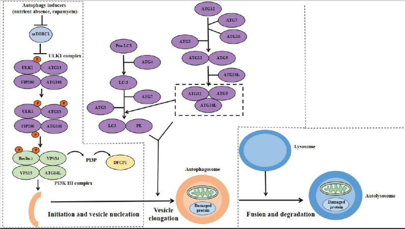 Fig. (1)