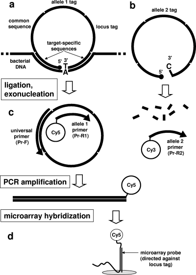 FIG. 1.