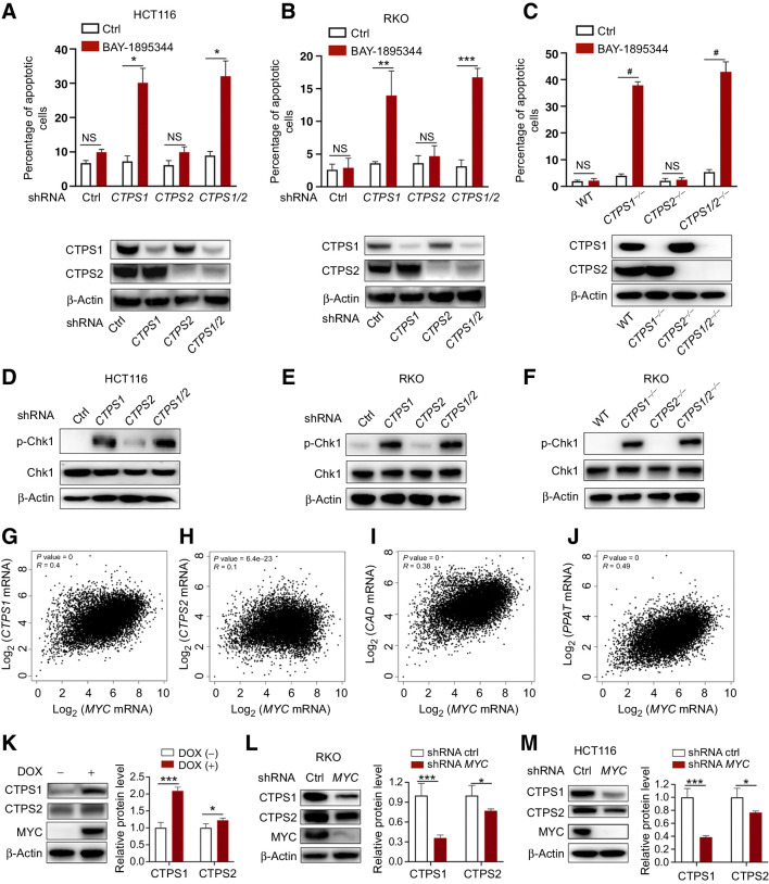 Figure 6. Inhibition of CTPS1 sensitizes MYC-driven cancer cells to BAY-1895344. A and B, HCT116 (A) and RKO (B) cells expressing CTPS1 and CTPS2 shRNA alone or together were treated with BAY-1895344 for 48 hours, followed by apoptosis analysis. C, Apoptosis analysis of WT, CTPS1−/−, CTPS2−/−, and CTPS1/2−/− RKO cells treated with BAY-1895344 for 48 hours. D–F, Immunoblots of p-Chk1 in HCT116 and RKO cells from A, B, and C. G–J, Pearson correlation analysis of the mRNA expressions of MYC and CTPS1 (G), CTPS2 (H), CAD (I), or PPAT (J) across 33 types of cancer. K, Immunoblots of the indicated proteins in ARPE-19-MYC (DOX+) and ARPE-19-MYC (DOX−) cells. L and M, Immunoblots of the indicated proteins in RKO (L) and HCT116 (M) cells expressing control or MYC shRNA. Graphic data are means ± SEM; n = 3. *, P < 0.05; **, P < 0.01; ***, P < 0.001; #, P < 0.0001. NS, not significant; ctrl, control; DOX, doxycycline.