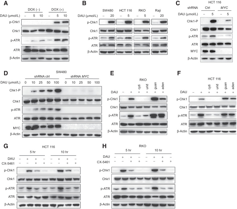 Figure 2. DAU causes selective replication stress in MYC-overexpressing cells. A, Immunoblots of the indicated proteins in ARPE-19-MYC (DOX+) and ARPE-19-MYC (DOX−) cells treated with DAU for 24 hours. B, Immunoblots of the indicated proteins in SW480, HCT116, RKO, and Raji cells treated for 24 hours with DAU. C and D, Immunoblot analysis of the effect of MYC expression on DAU-induced Chk1 and ATR phosphorylation. E and F, RKO (E) and HCT116 (F) cells treated with vehicle or DAU (5 μmol/L) in the presence or absence of 50 μmol/L cytidine (cyti), uridine (urid), guanosine (guan), or adenosine (aden) were analyzed by immunoblotting. G and H, HCT116 (G) and RKO (H) cells were pretreated with 200 nmol/L CX-5461 for 12 hours, and then treated with 5 μmol/L DAU for another 5 or 10 hours. Cell extracts were analyzed by immunoblotting. One of three to five similar experiments is shown. DOX, doxycycline; ctrl, control; hr, hours.