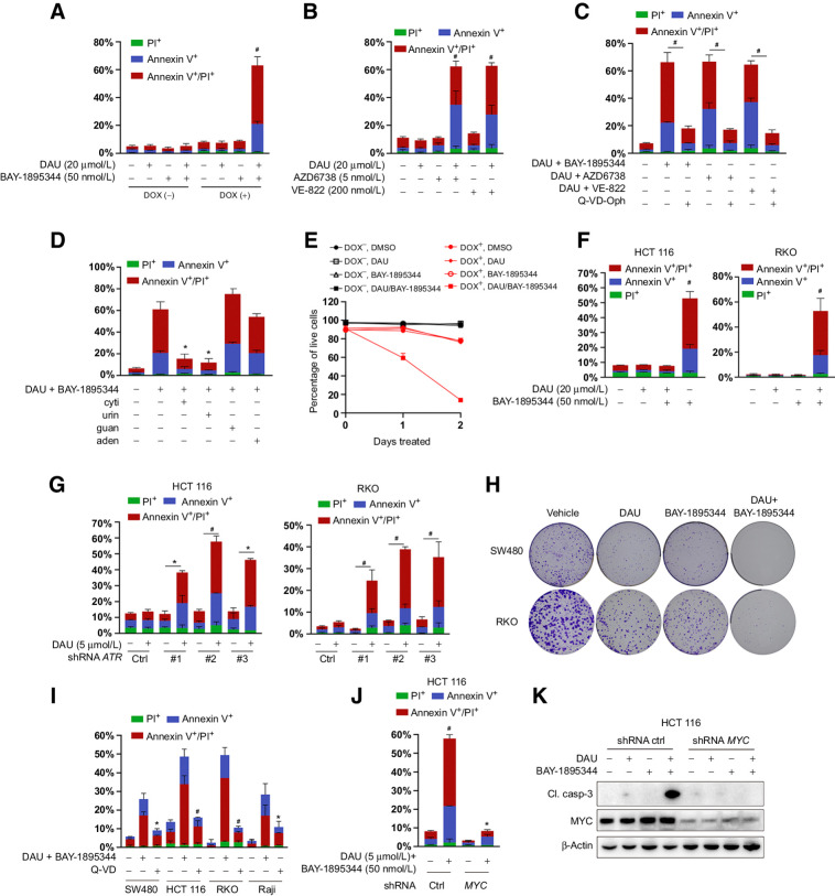 Figure 4. Combined inactivation of CTPS and ATR is synthetically lethal to MYC-transformed cells. A, Apoptosis analysis of ARPE-19-MYC (DOX+) and ARPE-19-MYC (DOX−) cells treated with DAU and BAY-1895344 alone or together for 24 hours. B, Apoptosis analysis of ARPE-19-MYC (DOX+) cells treated with DAU alone or together with AZD6738 or VE-822 for 24 hours. C, The impacts of Q-VD-Oph on the combination of DAU and ATR inhibitor-induced apoptosis in ARPE-19-MYC (DOX+) cells. #, P < 0.001. D, Apoptosis analysis of ARPE-19-MYC (doxycycline+) cells treated with DAU (20 μmol/L)/BAY-1895344 (50 nmol/L) with or without 50 μmol/L cytidine (cyti), uridine (urid), guanosine (guan), or adenosine (aden) for 24 hours. E, Cell death analysis of ARPE-19-MYC (doxycycline+) and ARPE-19-MYC (doxycycline−) cells treated with DAU (20 μmol/L) and BAY-1895344 (50 nmol/L) alone or together for the indicated time. F, Apoptosis analysis of the indicated cells treated with DAU and BAY-1895344 alone or together for 48 hours. G, HCT116 and RKO cells expressing control or ATR shRNA were treated with DAU for 48 hours, followed by apoptosis analysis. *, P < 0.01; #, P < 0.001. H, Effect of DAU and BAY-1895344 on clonogenic survival of SW480 and RKO cells. I, The impacts of Q-VD-Oph on the combination of DAU- and BAY-1895344–induced apoptosis in the indicated cells. J and K, Control and MYC knockdown HCT116 cells were treated with DAU and BAY-1895344 for 48 hours, followed by Annexin V/PI–based apoptosis analysis (J) and immunoblotting analysis (K). Graphical data are means ± SEM. n = 3–4. For A, B, F, and J, *, P < 0.05; #, P < 0.0001; significantly different from DMSO-treated group. For D and I, *, P < 0.01; #, P < 0.0001; significantly different from DAU/BAY-1895344–treated group. DOX, doxycycline; ctrl, control; Cl. casp-3; cleaved caspase-3.