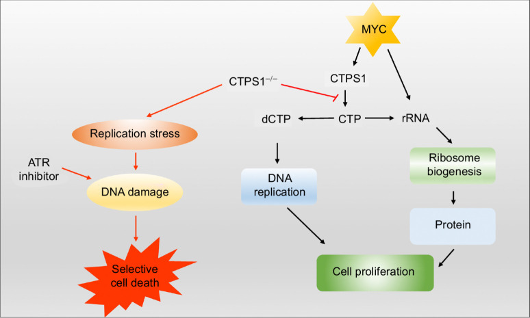 Figure 7. Combined inhibition of CTPS1 and ATR induces synthetic lethality in MYC-overexpressing cells. MYC-overexpressing cells are dependent on CTPS1 for DNA replication and rRNA synthesis. Inhibiting CTPS1 induces replication stress and consequent apoptosis when combined with ATR inhibitor in MYC-overexpressing cells.