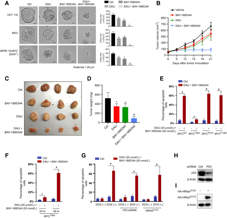 Figure 5. DAU and BAY-1895344 combination suppresses tumor growth 3D assays and in vivo. A, HCT116, RKO, and ARPE-19-MYC (DOX+) cells grown on Matrigel were treated with 5 μmol/L (RKO and HCT116) or 20 μmol/L (ARPE-19-MYC; DOX+) DAU alone or together with 50 nmol/L BAY-1895344 for 5 days. Representative images of spheroids are shown (left). Quantified spheroid sizes (right). n = 3. B, Nude mice bearing HCT116 xenograft tumors were treated with vehicle, DAU, and/or BAY-1895344 once daily, 5 days on/2 days off, intraperitoneally. The tumor volume was monitored and recorded. C and D, Tumors were excised at day 21 (C) and weighed (D). E, ARPE-19 cells expressing WT or the indicated mutant MYC were treated with DAU/BAY-1895344 for 24 hours and then subjected to apoptosis analysis. n = 4; *, P < 0.05; #, P < 0.0001. F, Apoptosis analysis of ARPE-19-MYCT58A treated with DAU/BAY-1895344 for 24 or 48 hours. n = 4; *, P < 0.05; #, P < 0.0001. G, ARPE-19-MYC (DOX+) and ARPE-19-MYC (DOX−) cells expressing HRASG12V or P53 shRNA were treated with DAU/BAY-189534 for 24 hours, followed by apoptosis analysis. H and I, Knockdown efficiency of P53 and the expression of HA-HRASG12V. n = 4; #, P < 0.0001. Graphic data are means ± SEM. For A and D, *, P < 0.05; **, P < 0.01; #, P < 0.0001; significantly different from vehicle-treated group. DOX, doxycycline; ctrl, control; hr, hours.