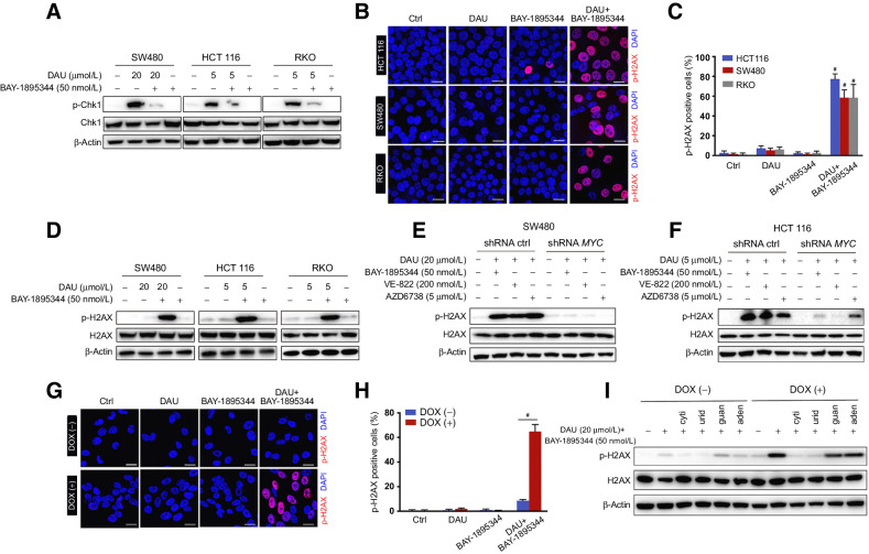 Figure 3. DAU combined with ATR inhibitors induces DNA damage in a MYC-dependent manner. A, Immunoblots of the indicated proteins in SW480, HCT116, and RKO cells treated for 24 hours with DAU alone or together with BAY-1895344. B, Phosphorylation of H2AX in HCT116, SW480, and RKO cells treated with DAU and BAY-1895344 alone or together were revealed by immunostaining. Phospho-H2AX (14) and DAPI (blue). Quantified data are shown in C. #, P < 0.0001; significantly different from vehicle-treated group. D, Immunoblots of the indicated proteins in SW480, HCT116, and RKO cells treated with DAU and BAY-1895344 alone or together for 24 hours. E and F, Immunoblots of the indicated proteins in control and MYC knockdown SW480 (E) and HCT116 (F) cells treated with DAU alone or together with BAY-1895344, VE-822, or AZD6738 for 24 hours. G, Phosphorylation of H2AX in ARPE-19-MYC (DOX+) and ARPE-19-MYC (DOX−) cells treated with 20 μmol/L DAU and 50 nmol/L BAY-1895344 alone or together for 16 hours. Quantified data are shown in H. #, P < 0.0001. I, Immunoblots of the indicated proteins in ARPE-19-MYC (DOX+) and ARPE-19-MYC (DOX−) cells treated with DAU and BAY-1895344 with or without 50 μmol/L cytidine (cyti), uridine (urid), guanosine (guan), or adenosine (aden). Graphic data are means ± SEM. For Western blotting, one of three to five similar experiments is shown. Scale bar, 20 μm. Ctrl, control; DOX, doxycycline.