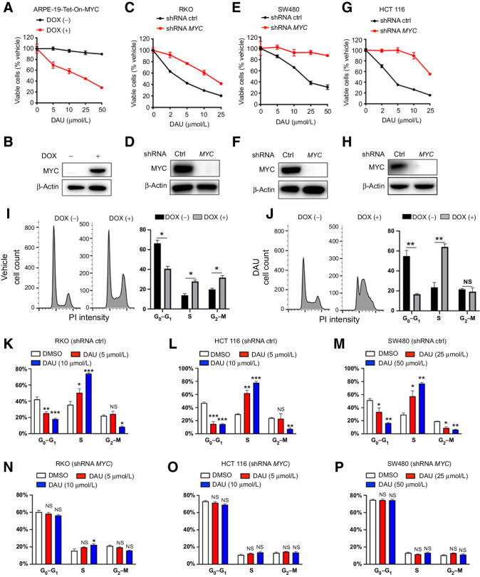 Figure 1. CTPS inhibition selectively suppresses cell viability in a MYC-dependent manner. A, Cell viability analysis of ARPE-19-MYC (DOX+) and ARPE-19-MYC (DOX−) cells treated with the indicated concentrations of DAU for 1 week. B, MYC expression was measured by immunoblotting. C, E, and G, Cell viability analysis of control and MYC knockdown RKO (C), SW480 (E), and HCT116 (G) cells treated with the indicated concentrations of DAU for 1 week. D, F, and H, MYC knockdown efficiency was analyzed by immunoblotting. I and J, Cell-cycle analysis of ARPE-19-MYC (DOX+) and ARPE-19-MYC (DOX−) cells treated with vehicle (I) or DAU (20 μmol/L; J) for 24 hours. *, P < 0.05; **, P < 0.01. Cell-cycle analysis of control (K, L, and M) and MYC knockdown (N, O, and P) of RKO, HCT116, and SW480 cells treated with the indicated concentrations of DAU for 24 hours. *, P < 0.05; **, P < 0.01; ***, P < 0.001, significantly different from DMSO-treated group. Data are means ± SEM. For cell viability and cell-cycle analysis, n = 3–4. DOX, doxycycline; ctrl, control; NS, not significant.