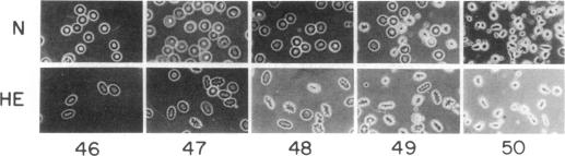 graphic file with name pnas00654-0628-a.jpg