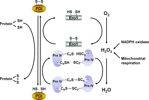 FIGURE 4.