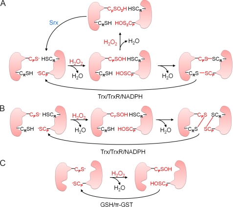 FIGURE 1.