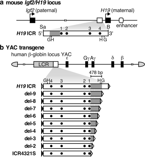 Fig. 1