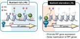 Graphical Abstract