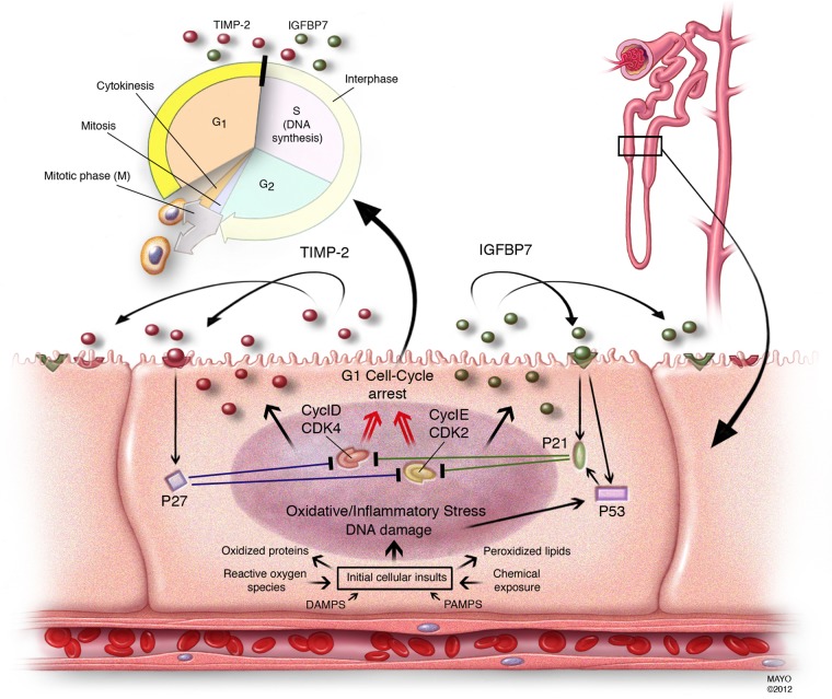 FIGURE 3: