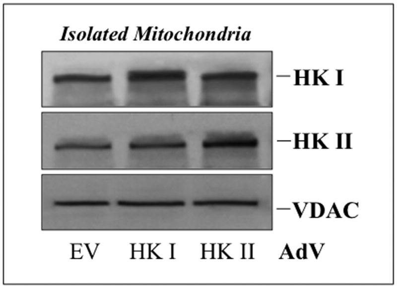 Fig 5