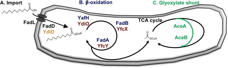 FIG 1