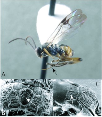 Figure 10. 