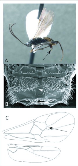 Figure 11. 