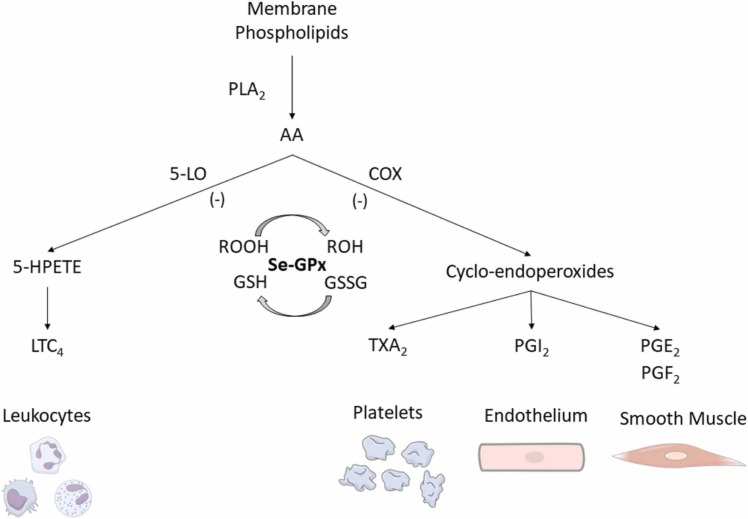 Relationship between selenium status, selenoproteins and COVID-19 and ...