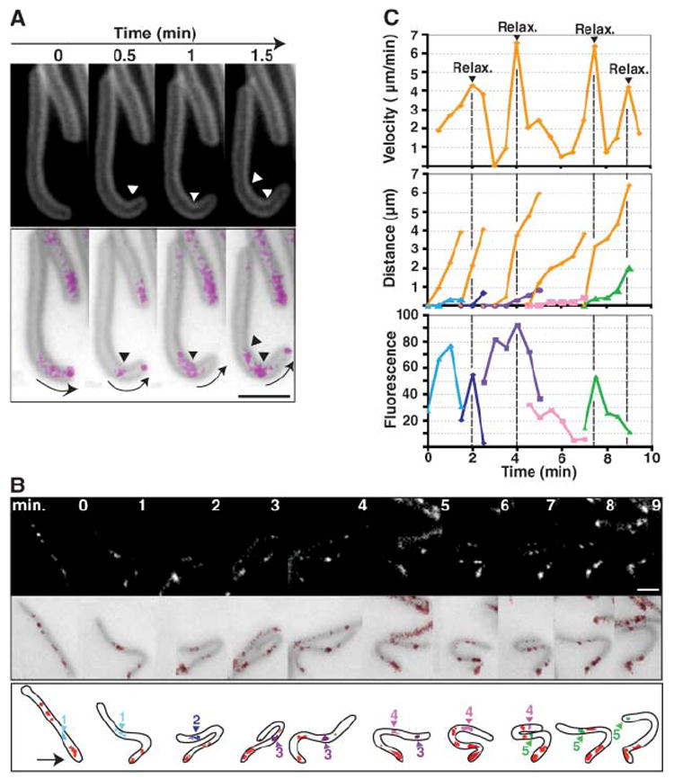 Fig. 2