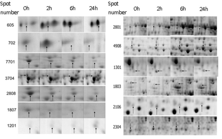 FIGURE 3