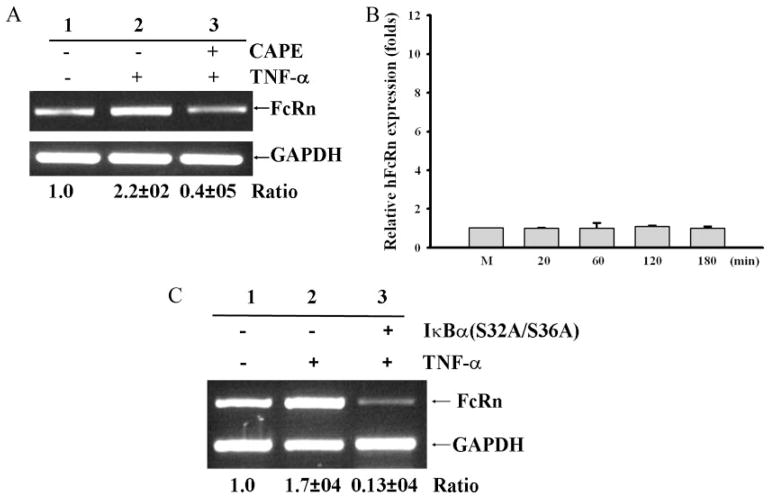 FIGURE 3