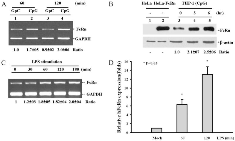 FIGURE 2