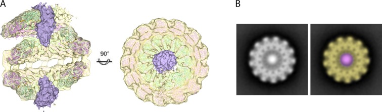 Figure 4—figure supplement 2.