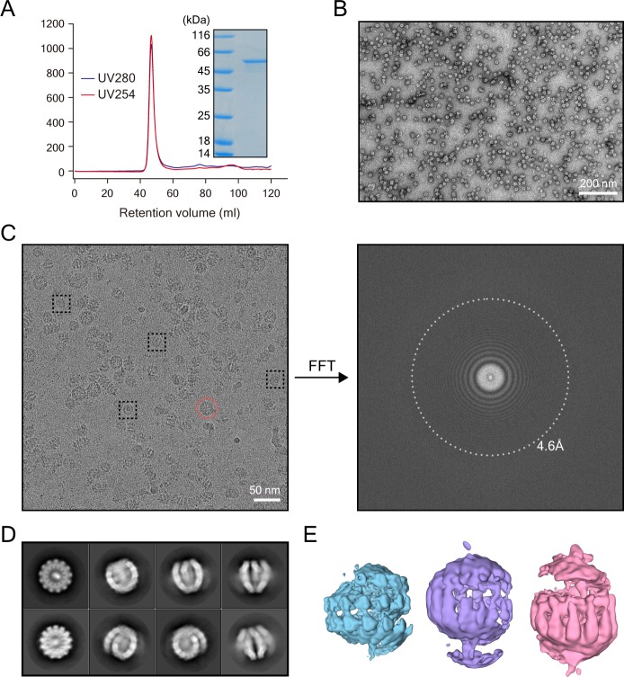 Figure 1—figure supplement 1.