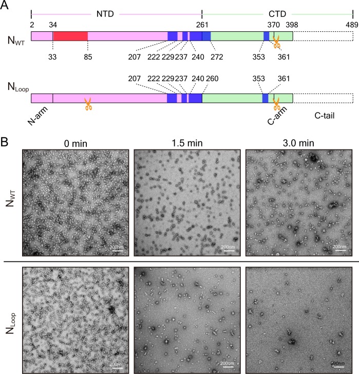 Figure 4—figure supplement 1.