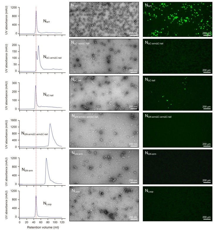 Figure 3—figure supplement 1.