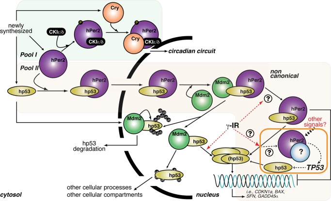 FIGURE 6: