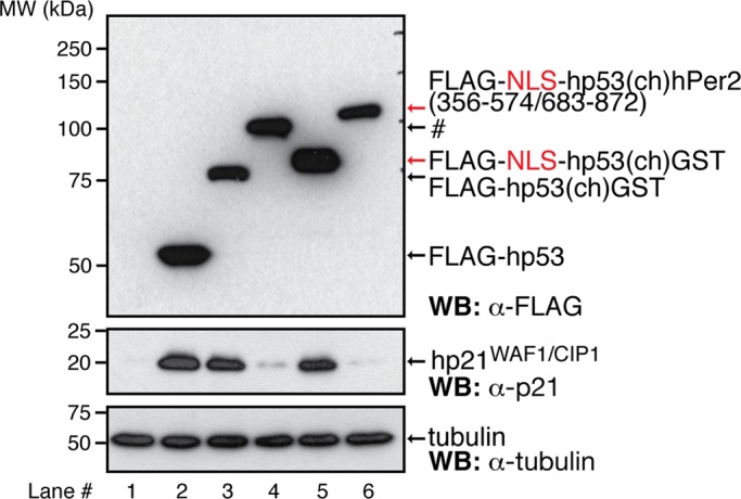 FIGURE 4: