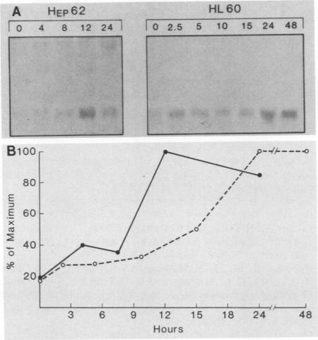 graphic file with name molcellb00106-0381-b.jpg