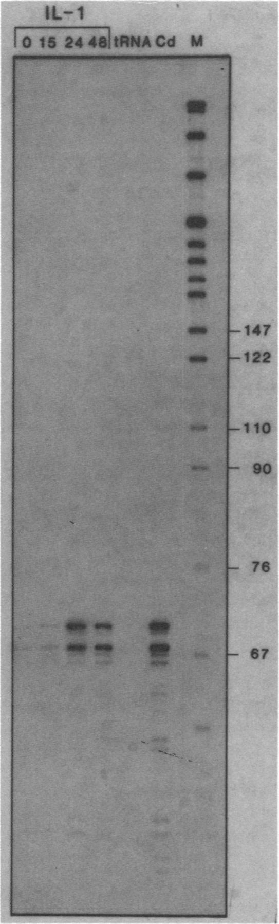 graphic file with name molcellb00106-0381-a.jpg