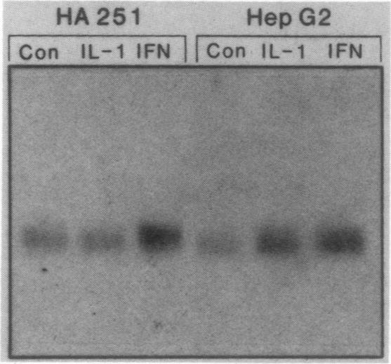 graphic file with name molcellb00106-0380-a.jpg