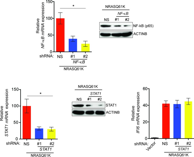 Figure 1—figure supplement 5.