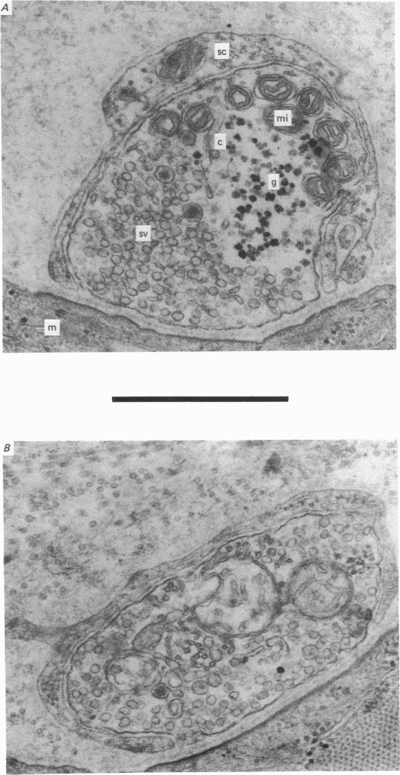 Plate 1