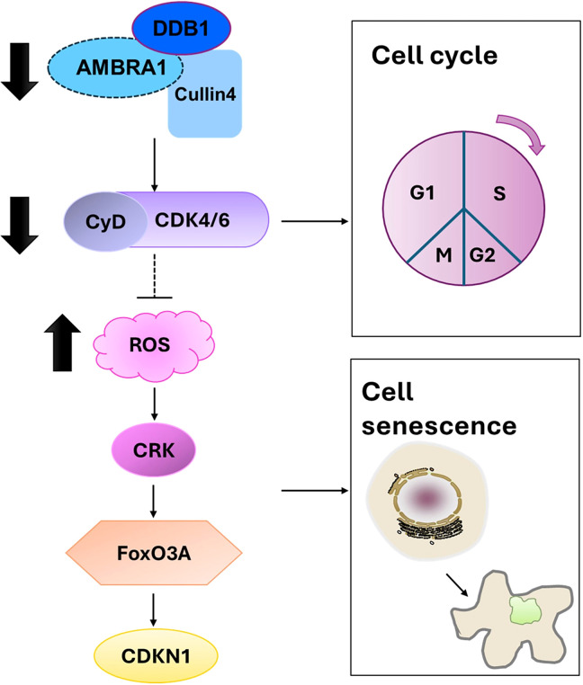 Figure 7