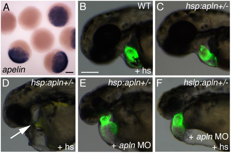 Fig. 4.