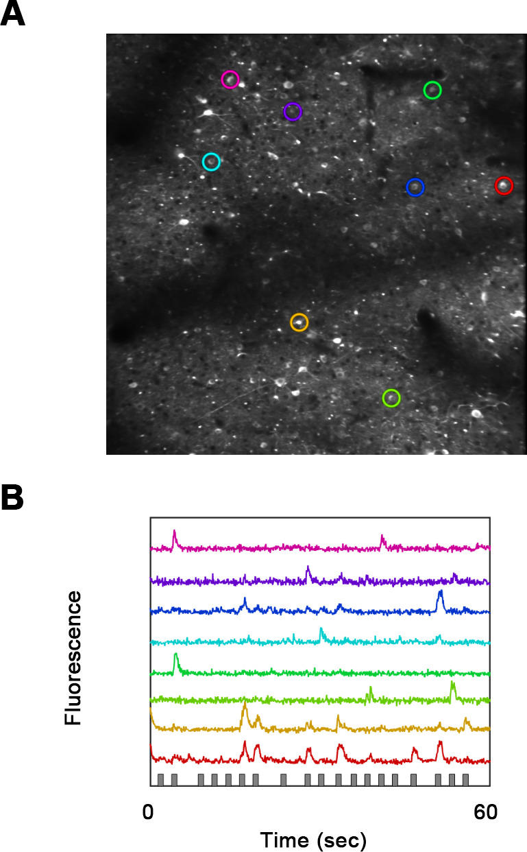 Figure 2—figure supplement 1.