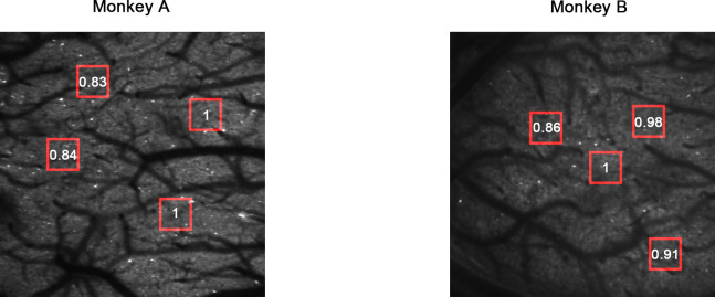 Figure 1—figure supplement 1.