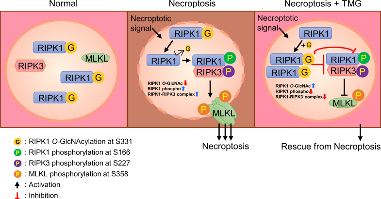 Figure 6