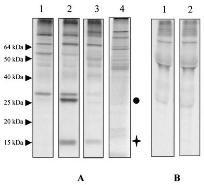 FIG. 5.